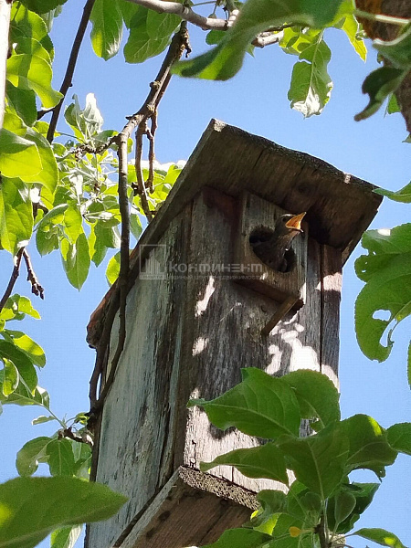 НСТ сад КЭЗ N4 снт: дача