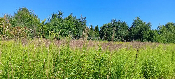Бродницы д.: участок 15 соток